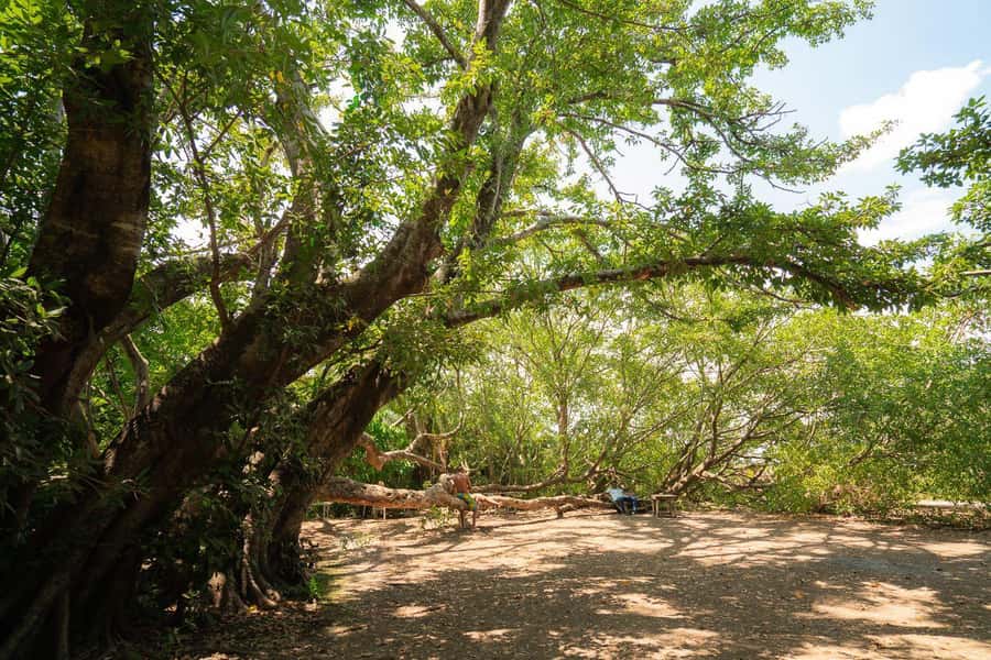 Private Chemka/Kikuletwa hotsprings with lunch & drinks - Lunch, drinking water, and one local beer
