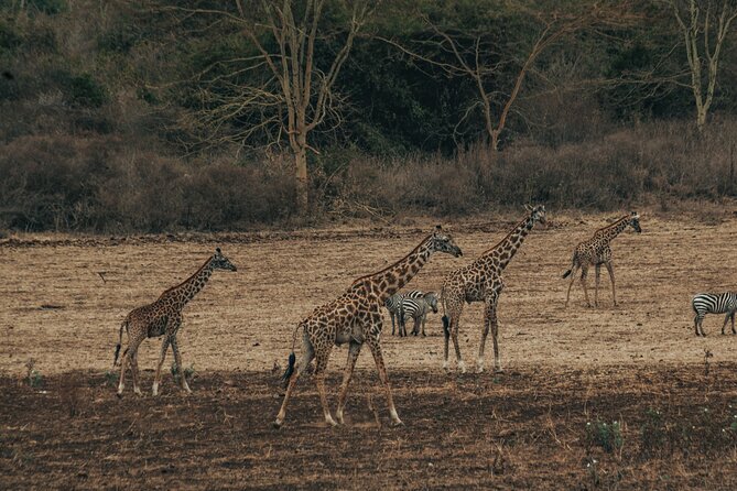 Private Cycle to Kilimanjaro Bike Park Safari - Tingatinga and the two-mountain view