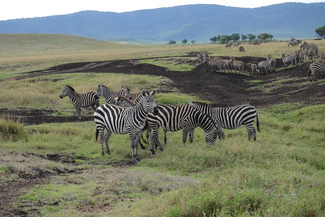 Private Day Tour in Serval Wildlife and Kikuletwa Hot Spring - What the keeper-led approach means for you