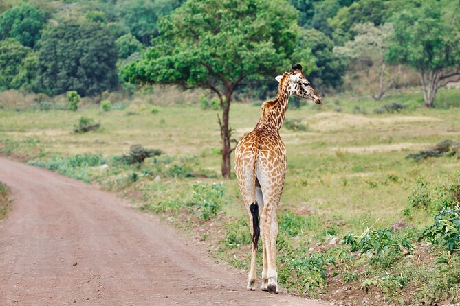 Private Day Trip to Arusha National Park with a Walking Safari - What the private format adds