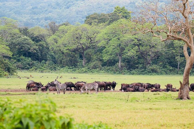 Private Day Trip to Arusha National Park with a Walking Safari - Who should book this experience