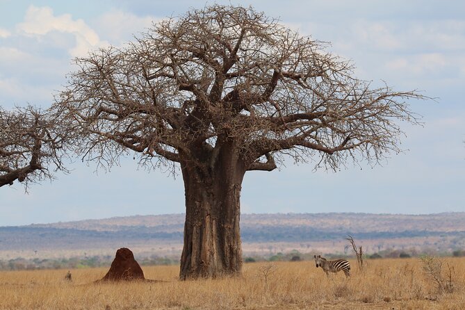 Private Day Trip to Tarangire National Park - Key Points at a Glance