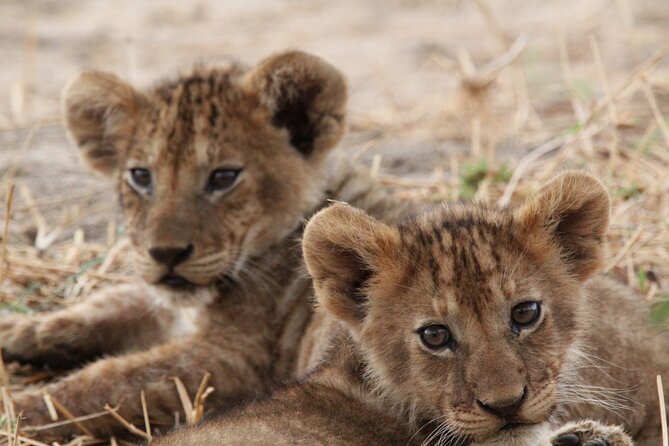 Private Day Trip to Tarangire National Park - Why Tarangire Works for a One-Day Safari