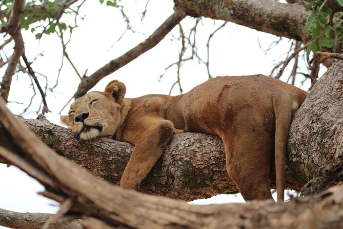 Private Day Trip to Tarangire National Park - The Four-Hour Road to Tarangire