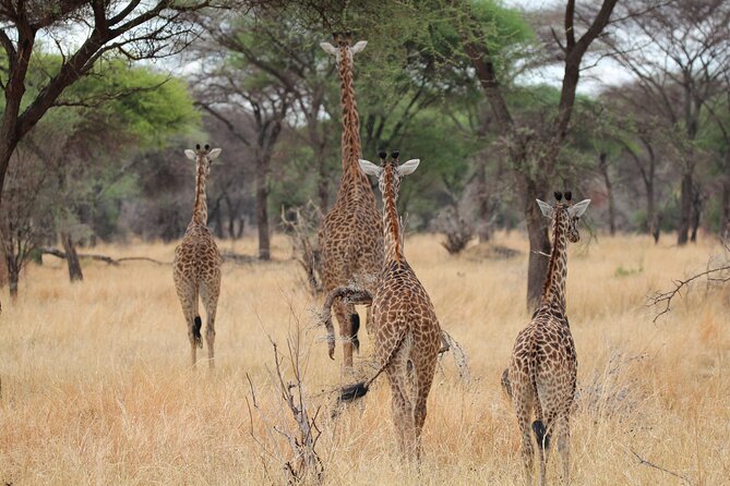 Private Day Trip to Tarangire National Park - Entering Tarangire Among Elephants and Baobabs