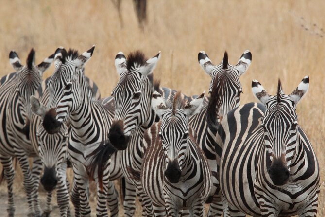 Private Day Trip to Tarangire National Park - What You Might See During the Game Drive