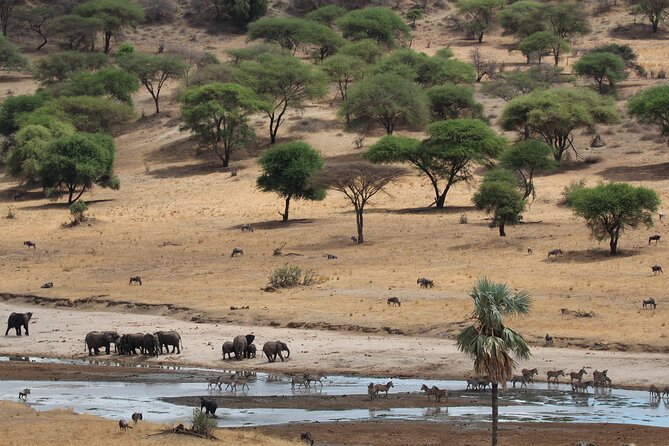 Private Day Trip to Tarangire National Park - The 7:00 am Start From Moshi