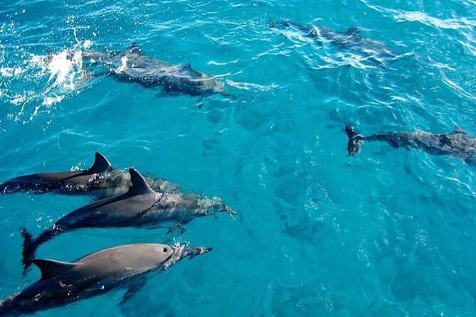 Private Dolphin Tour and Snorkeling at Mnemba Island reef - The morning at a glance
