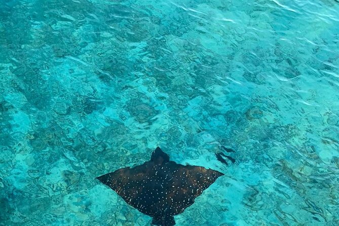 Private Dolphin Tour and Snorkeling at Mnemba Island reef - What the private setup really gives you