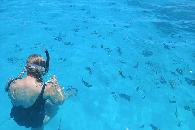 Private Dolphin Tour and Snorkeling at Mnemba Island reef - Is $104.99 per person good value?