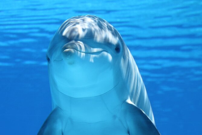 Private Full-Day: Dolphin & Monkey Jungle Adventure - Key points before you book