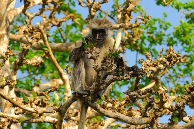 Private Full-Day: Dolphin & Monkey Jungle Adventure - Why this seven-hour route works