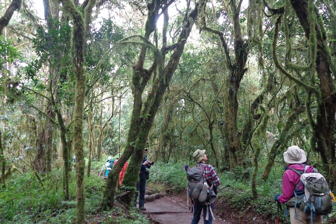 Private Full-Day Hiking Tour in Mount Kilimanjaro - From Moshi to the Marangu Gate