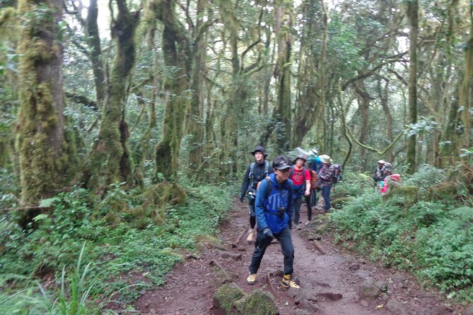 Private Full-Day Hiking Tour in Mount Kilimanjaro - Returning through the forest