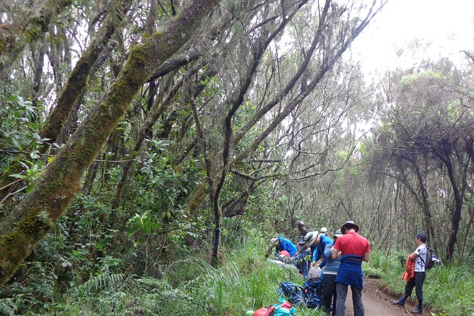 Private Full-Day Hiking Tour in Mount Kilimanjaro - Who should book this Kilimanjaro day hike?