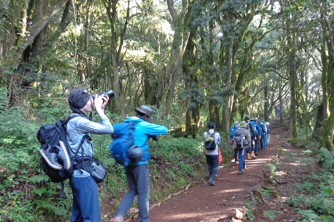 Private Full-Day Hiking Tour in Mount Kilimanjaro - The Marangu Route enters the rainforest