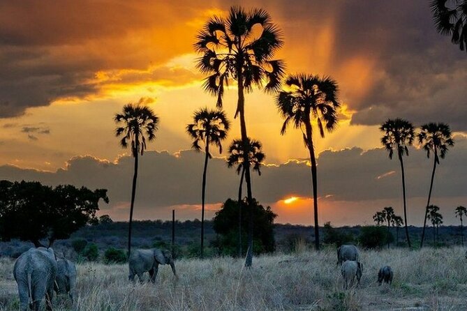 Private Full-Day Trip to Mikumi National Park from Dar es Salaam - Entering Mikumi for four to five hours of safari
