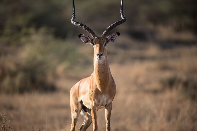 Private Group Serengeti Safari, Crater & Tarangire National Park - Day 3: The crater floor, and the Tarangire question
