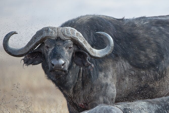 Private Group Serengeti Safari, Crater & Tarangire National Park - The real value of $2,020 per person