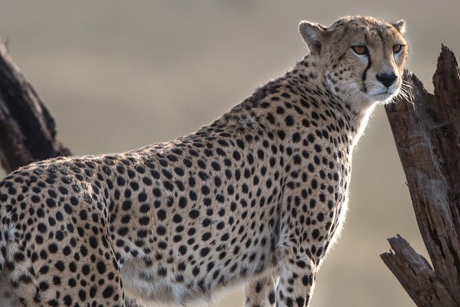 Private Group Serengeti Safari, Crater & Tarangire National Park - Day 1: Reaching the Serengeti for the first game drive