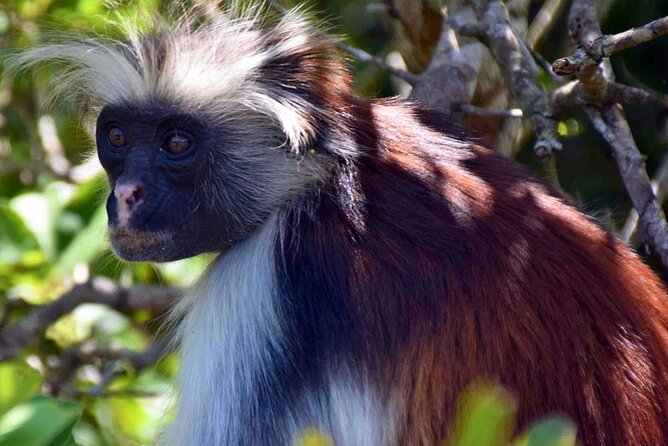 Private Guided tour in Prison Island,Jozani Forest,Rock restaurant & Paje beach - Jozani Forest, red colobus monkeys, and the mangroves