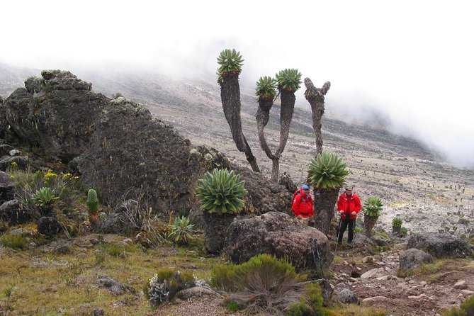 Private Kilimanjaro Climb - Any Route - 8 to 15+ Days - Guides, communication, and the human side