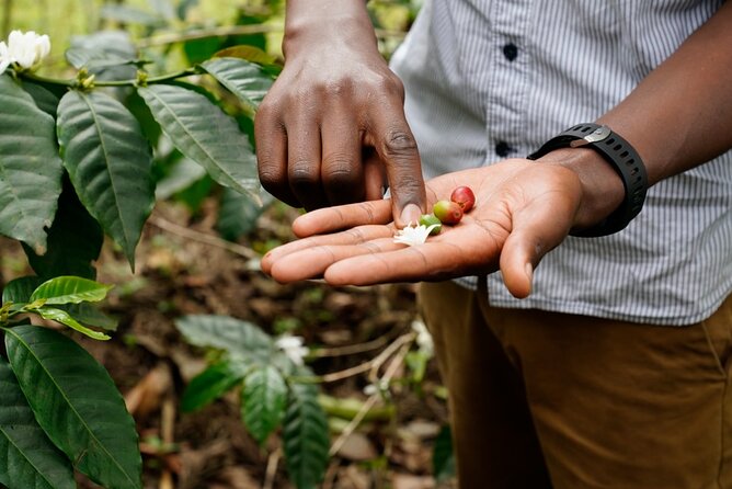 Private Meru Coffee Tour in Nkoaranga - Why this small coffee tour feels different