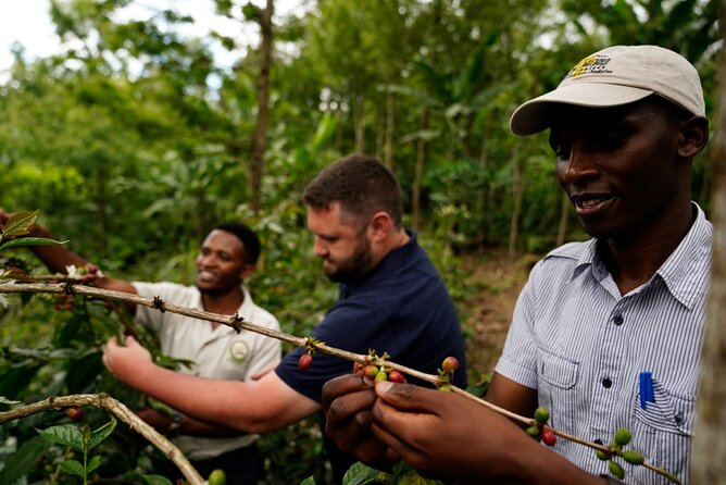 Private Meru Coffee Tour in Nkoaranga - Traditional processing, grinding, and roasting