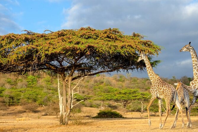 Private Mikumi Adventure - A Private Safari From Dar es Salaam