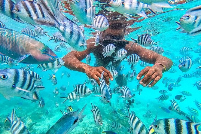 Private Mnemba Island and Turtle Aquarium Tour - One day, two very different marine settings
