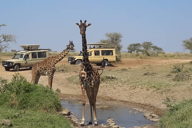 Private Multi day Safari tour in Tanzania - Day 9: Tarangire elephants and the return to Arusha