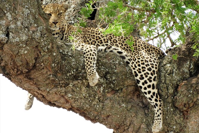 Private Multi Day Serengeti Safari - Day 3: An early start in the Serengeti