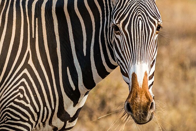 Private Multi-Day Tour in Tanzania Safari - Four parks, one ambitious week