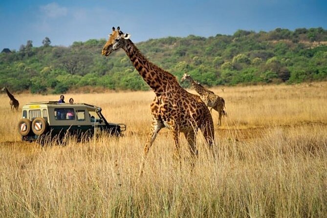 Private Multi-Day Tour in Tanzania Safari - Days 3 and 4: Give the Serengeti time