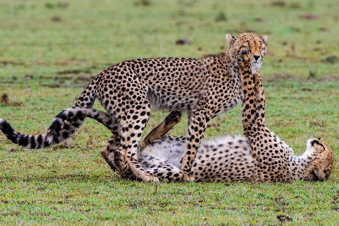 Private Multi-Day Tour in Tanzania Safari - Ngorongoro Crater: Wildlife inside a volcano