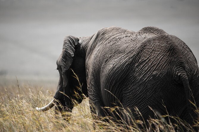 Private Multi-Day Tour in Tanzania Safari - Day 5: A full crater floor safari