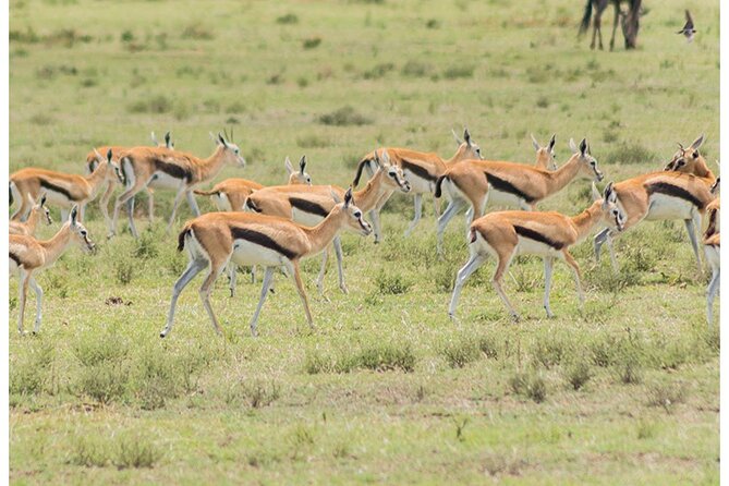 Private Multi-Day Tour in Tanzania Safari - Day 1: Lake Manyara brings a gentle start