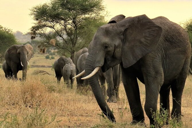 Private Multi Day Tour Tanzania Safari - What This Six-Day Tanzania Safari Is Really Like