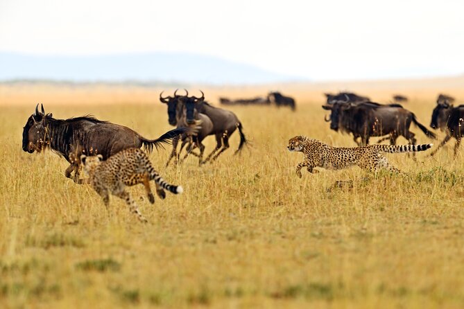 Private Safari in Tarangire National Park - Key points at a glance