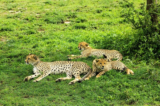 Private Safari in Tarangire National Park - A picnic lunch in the middle of the day