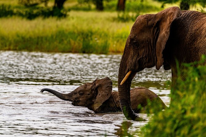 Private Safari in Tarangire National Park - Who will enjoy this safari most