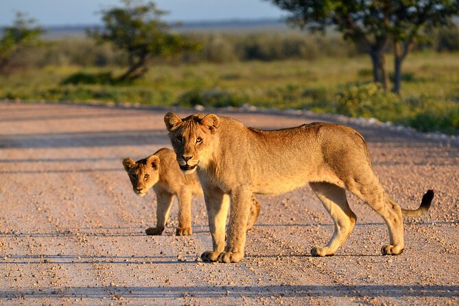 Private Safari in Tarangire National Park - Practical booking advice before you go