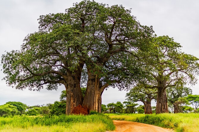 Private Safari in Tarangire National Park - Entering Tarangire’s baobab country
