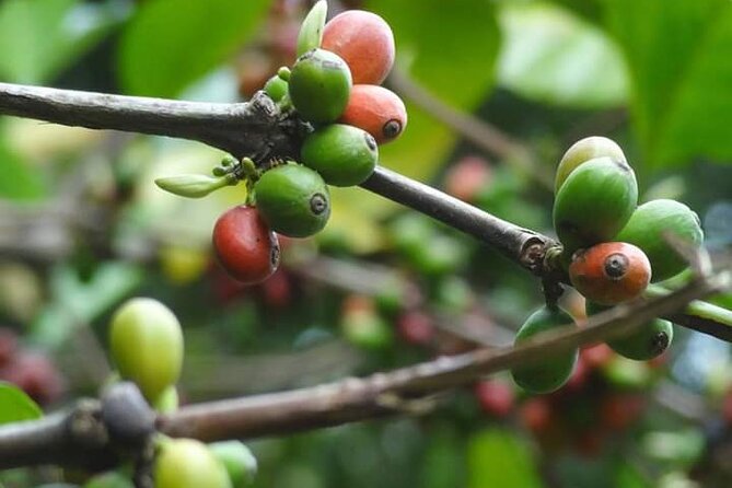 Private Stone Town & Spice Tour - Is $88.09 per person a fair price?