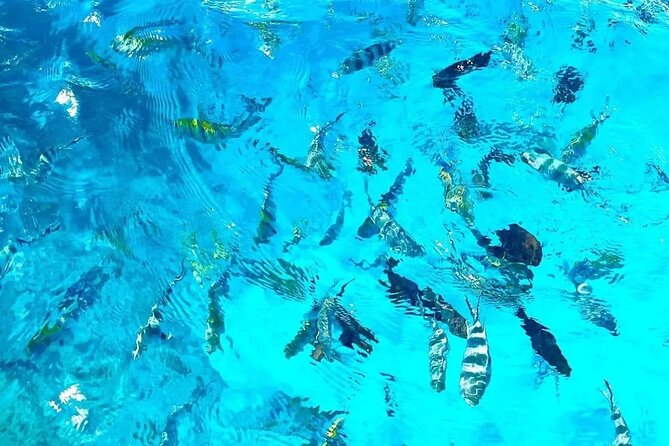 Private Tour to Mnemba Island with Lunch - Who will enjoy this Mnemba excursion?