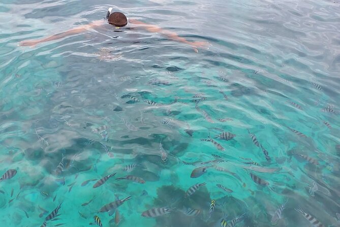 Private Tour to Mnemba Island with Lunch - Searching for dolphins near Mnemba