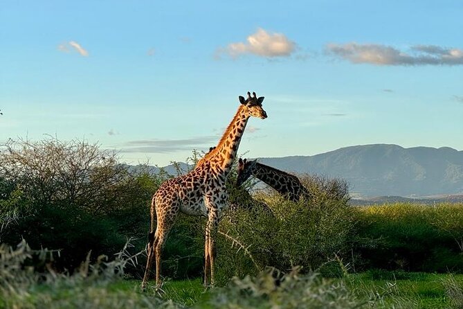 Private Walking Tour with Giraffes - Key points to know before you go