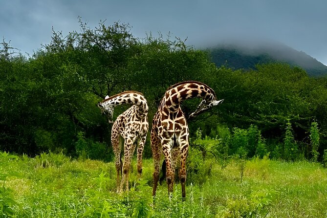 Private Walking Tour with Giraffes - Why a private tour makes a difference