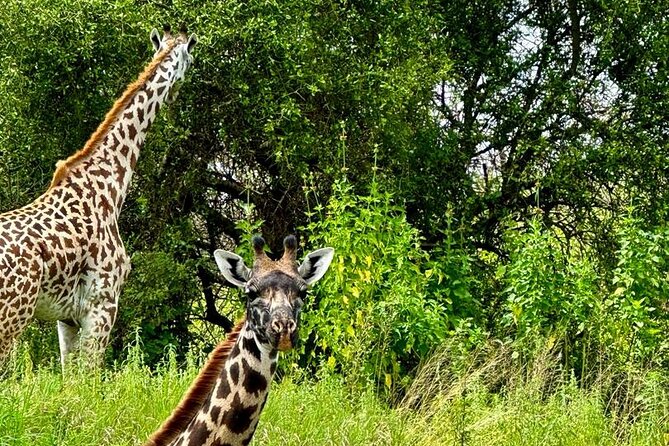 Private Walking Tour with Giraffes - A conservation project with a human side