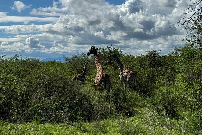 Private Walking Tour with Giraffes - Who will enjoy this experience most